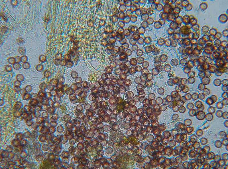 Physarum globuliferum?